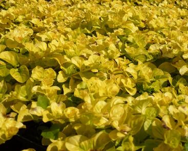 Vrbina penízková 'Goldilocks'