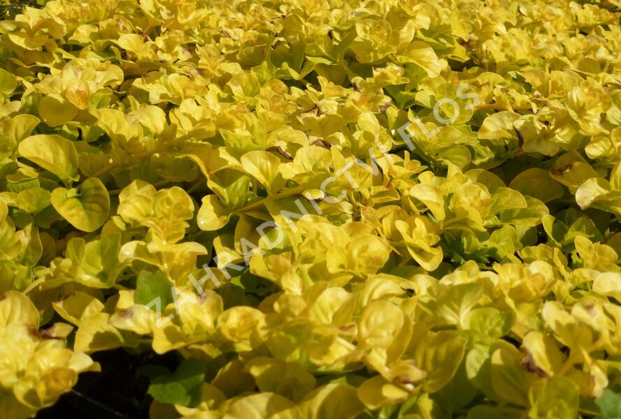 Vrbina penízková 'Goldilocks' - Lysimachia nummularia 'Goldilocks'
