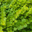 Vrbina penízková 'Goldilocks' - Lysimachia nummularia 'Goldilocks'