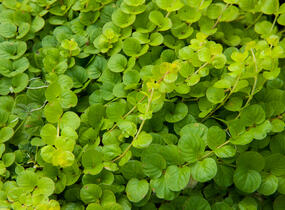 Vrbina penízková 'Goldilocks' - Lysimachia nummularia 'Goldilocks'