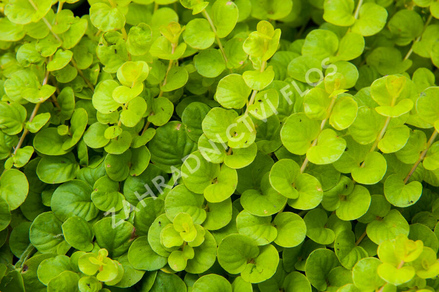 Vrbina penízková 'Goldilocks' - Lysimachia nummularia 'Goldilocks'