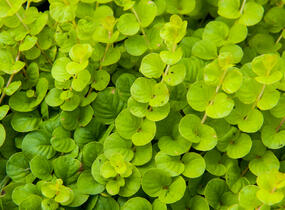 Vrbina penízková 'Goldilocks' - Lysimachia nummularia 'Goldilocks'