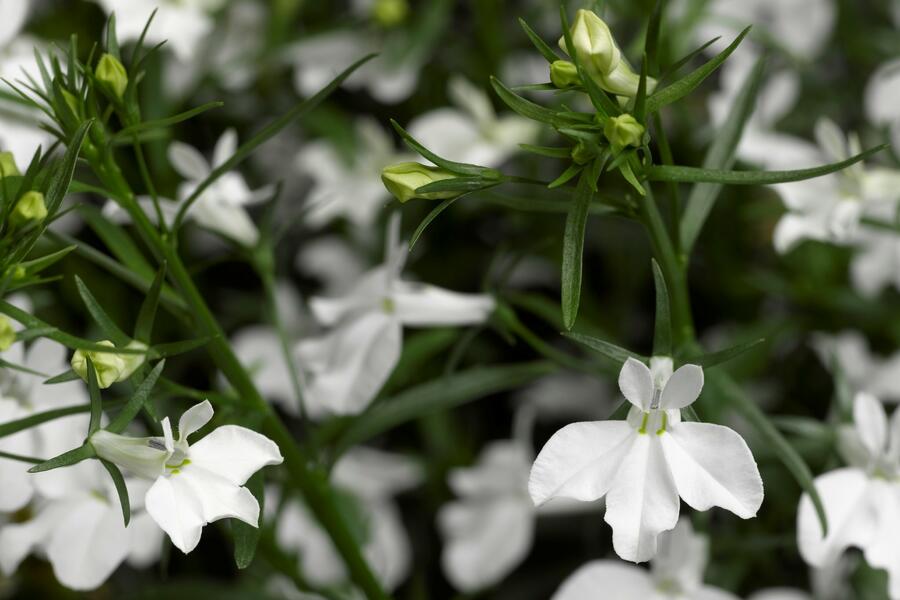 Lobelka převislá 'Angel White' - Lobelia richardii 'Angel White'