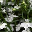 Lobelka převislá 'Angel White' - Lobelia richardii 'Angel White'