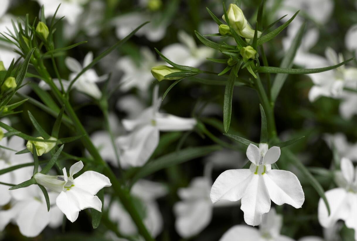 Lobelka převislá 'Angel White' - Lobelia richardii 'Angel White'
