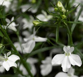 Lobelka převislá 'Angel White' - Lobelia richardii 'Angel White'