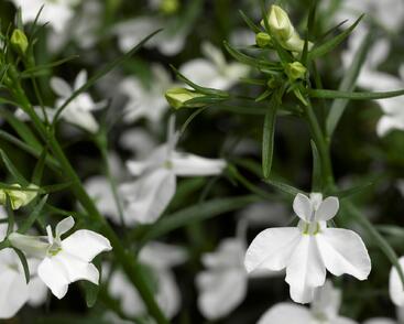 Lobelka převislá 'Angel White'