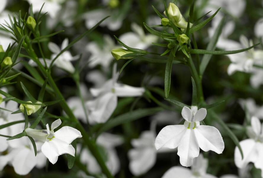 Lobelka převislá 'Angel White' - Lobelia richardii 'Angel White'