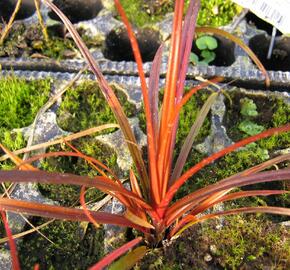 Australská ohnivá tráva 'Firedance' - Uncinia rubra 'Firedance'