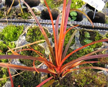 Australská ohnivá tráva 'Firedance'