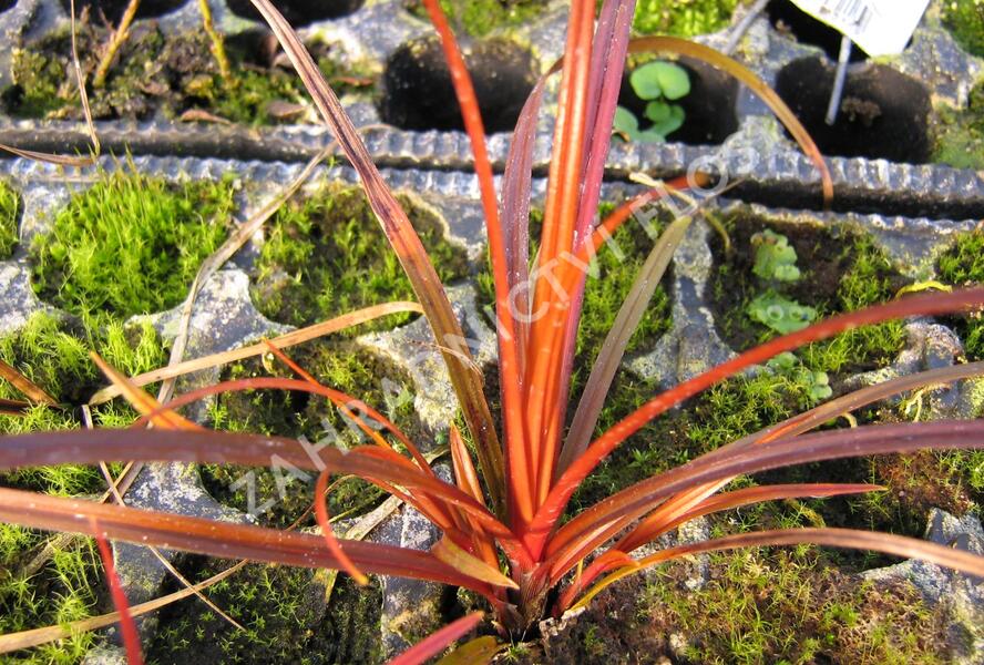 Australská ohnivá tráva 'Firedance' - Uncinia rubra 'Firedance'