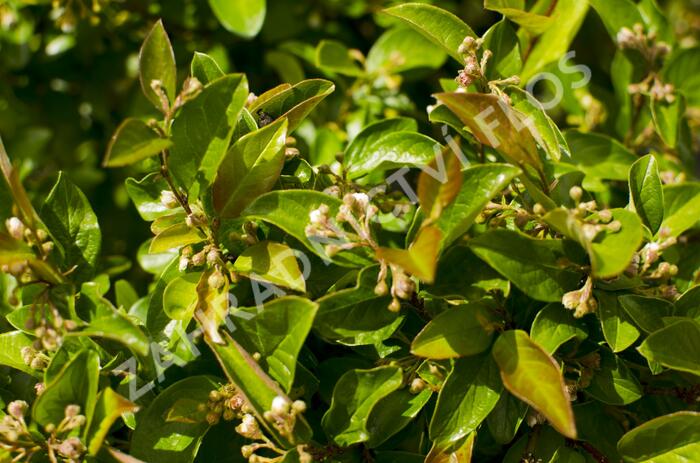 Skalník jamkatý - Cotoneaster foveolatus