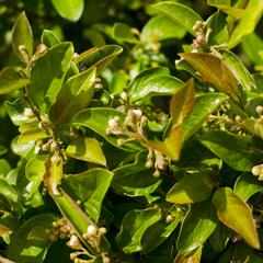 Skalník jamkatý - Cotoneaster foveolatus