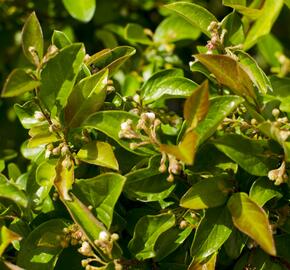 Skalník jamkatý - Cotoneaster foveolatus