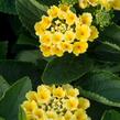 Libora měňavá 'Esperanta Lemon' - Lantana camara 'Esperanta Lemon'