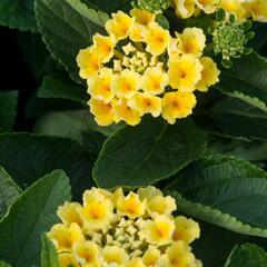 Libora měňavá 'Esperanta Lemon' - Lantana camara 'Esperanta Lemon'