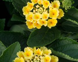 Libora měňavá 'Esperanta Lemon'