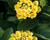 Libora měňavá 'Esperanta Lemon'