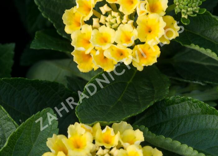 Libora měňavá 'Esperanta Lemon' - Lantana camara 'Esperanta Lemon'