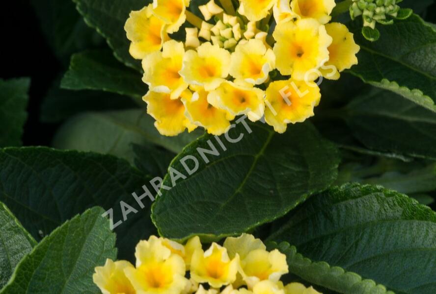 Libora měňavá 'Esperanta Lemon' - Lantana camara 'Esperanta Lemon'