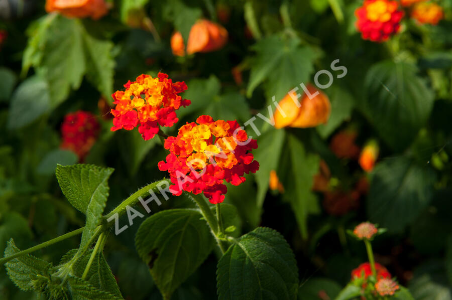 Libora měňavá 'Biarritz' - Lantana camara 'Biarritz'