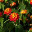 Libora měňavá 'Biarritz' - Lantana camara 'Biarritz'