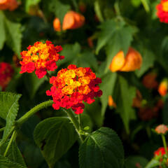 Libora měňavá 'Biarritz' - Lantana camara 'Biarritz'