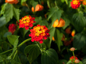 Libora měňavá 'Biarritz' - Lantana camara 'Biarritz'
