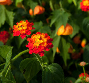 Libora měňavá 'Biarritz' - Lantana camara 'Biarritz'