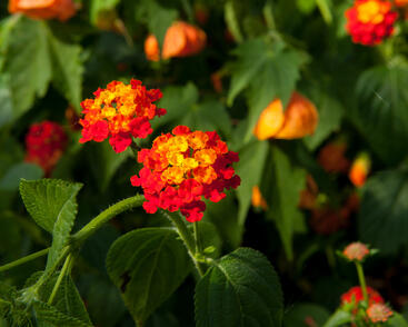 Libora měňavá 'Biarritz'