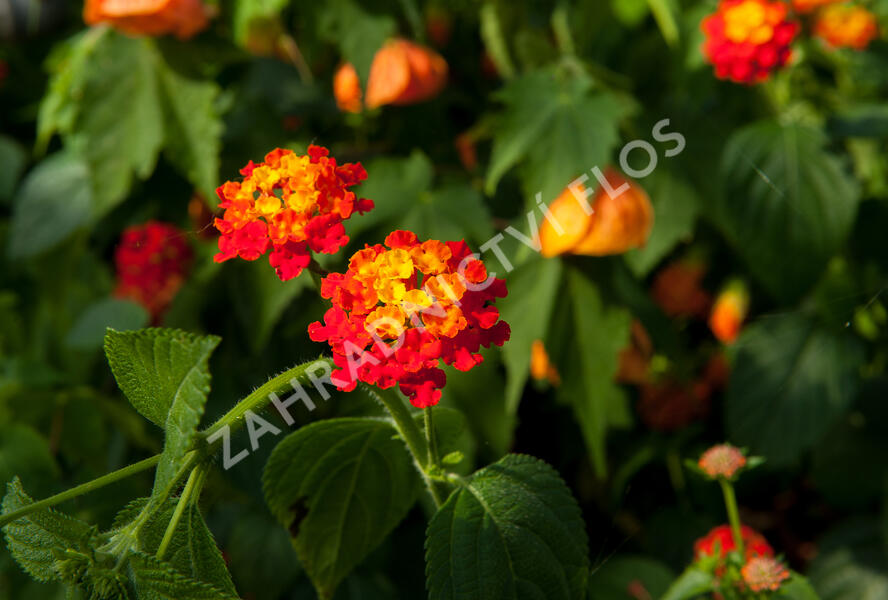 Libora měňavá 'Biarritz' - Lantana camara 'Biarritz'