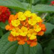 Libora měňavá 'Biarritz' - Lantana camara 'Biarritz'