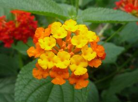 Libora měňavá 'Biarritz' - Lantana camara 'Biarritz'