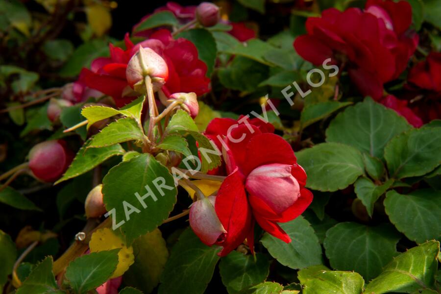 Netýkavka turecká 'Silhouette Red Star' - Impatiens walleriana 'Silhouette Red Star'