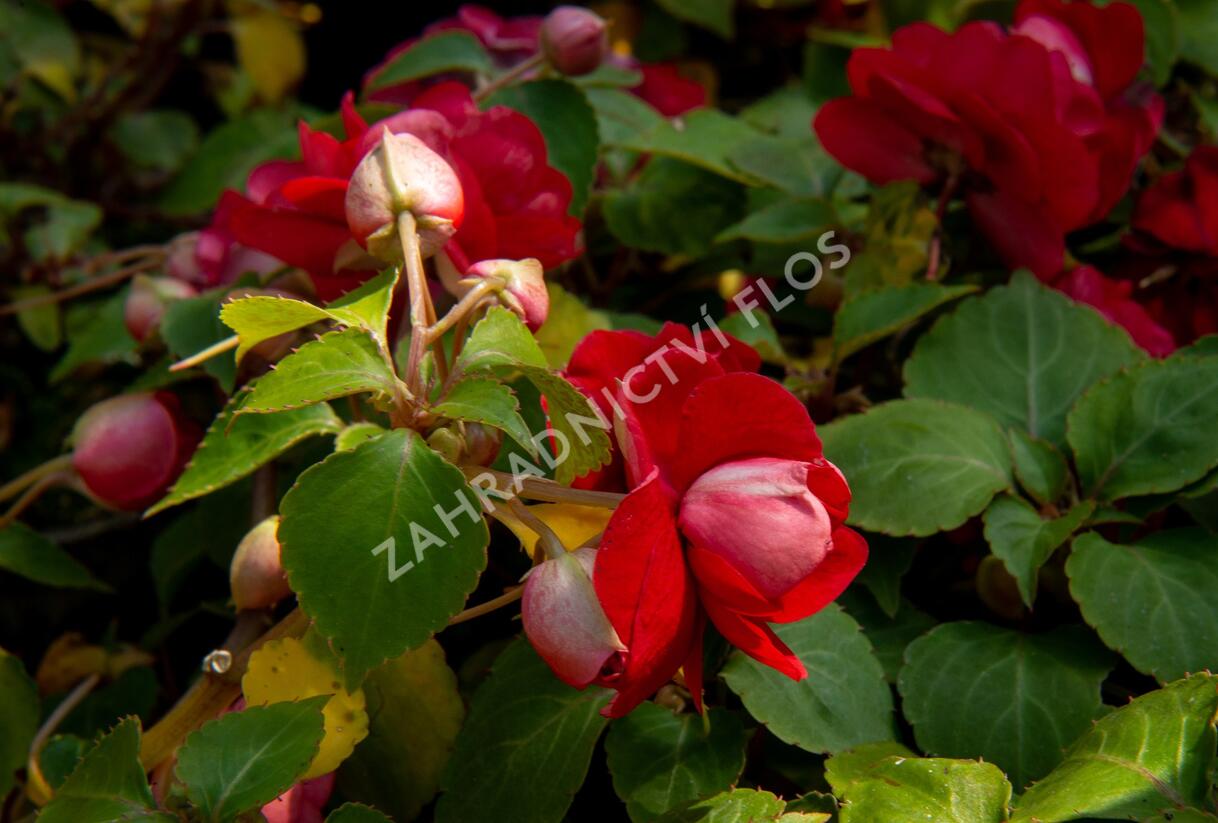 Netýkavka, balzamína turecká 'Silhouette Red Star' - Impatiens walleriana 'Silhouette Red Star'