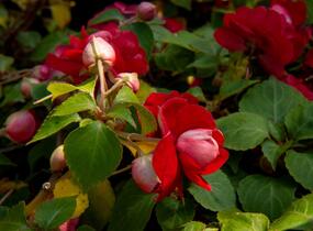 Netýkavka, balzamína turecká 'Silhouette Red Star' - Impatiens walleriana 'Silhouette Red Star'