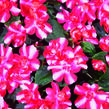 Netýkavka turecká 'Silhouette Red Star' - Impatiens walleriana 'Silhouette Red Star'