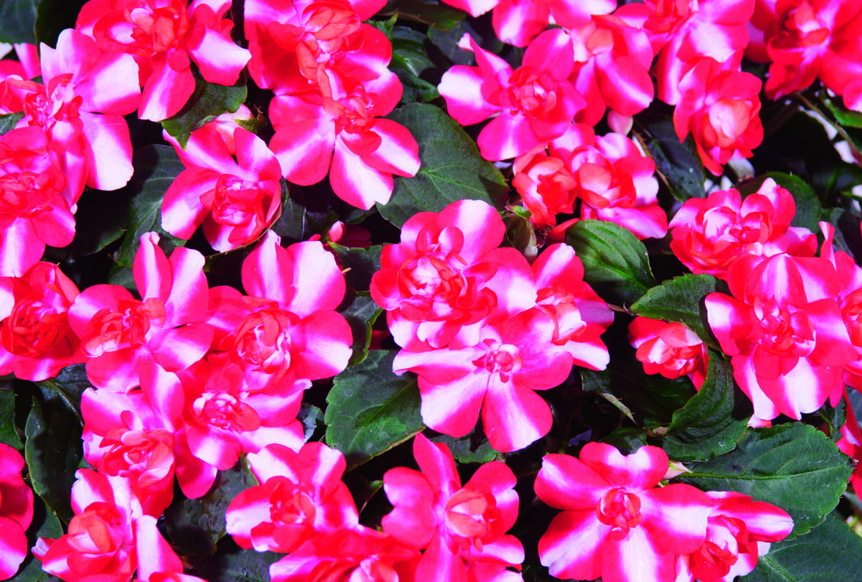 Netýkavka, balzamína turecká 'Silhouette Red Star' - Impatiens walleriana 'Silhouette Red Star'