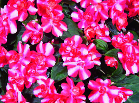 Netýkavka, balzamína turecká 'Silhouette Red Star' - Impatiens walleriana 'Silhouette Red Star'