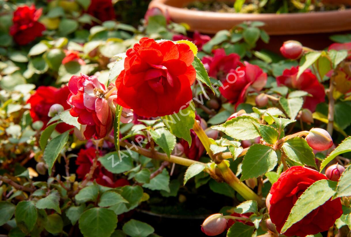Netýkavka, balzamína turecká 'Silhouette Red Star' - Impatiens walleriana 'Silhouette Red Star'