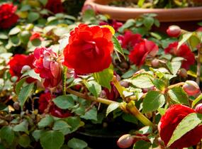 Netýkavka, balzamína turecká 'Silhouette Red Star' - Impatiens walleriana 'Silhouette Red Star'