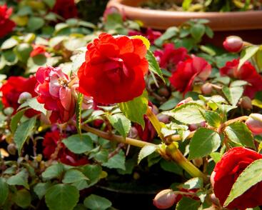 Netýkavka, balzamína turecká 'Silhouette Red Star'