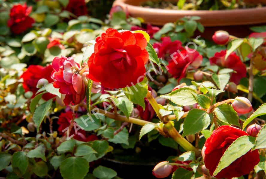 Netýkavka, balzamína turecká 'Silhouette Red Star' - Impatiens walleriana 'Silhouette Red Star'