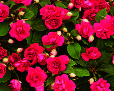 Netýkavka, balzamína turecká 'Silhouette Cherry'