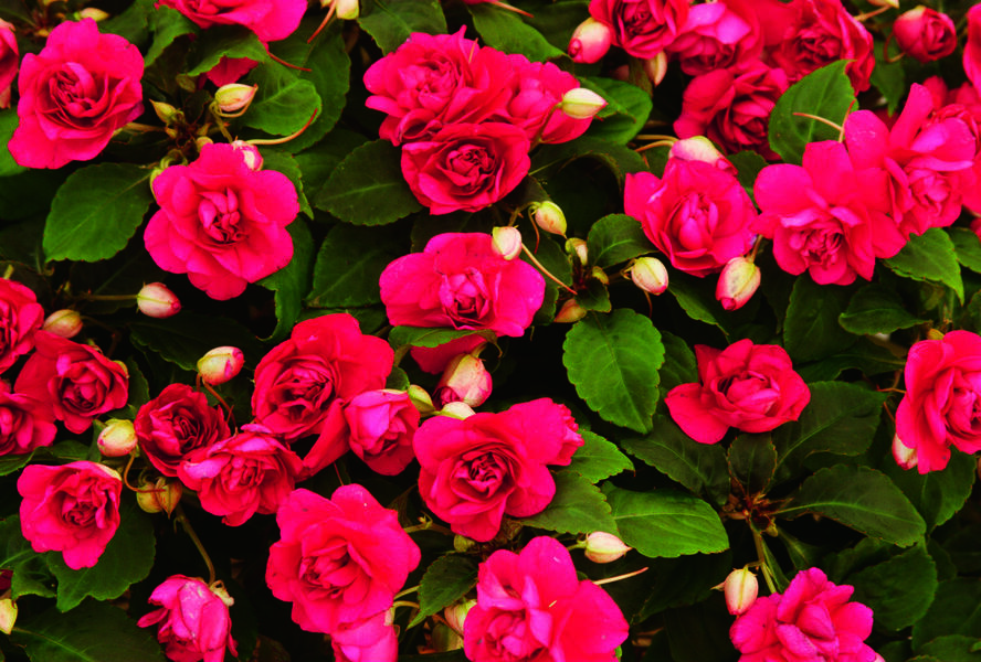 Netýkavka, balzamína turecká 'Silhouette Cherry' - Impatiens walleriana 'Silhouette Cherry'
