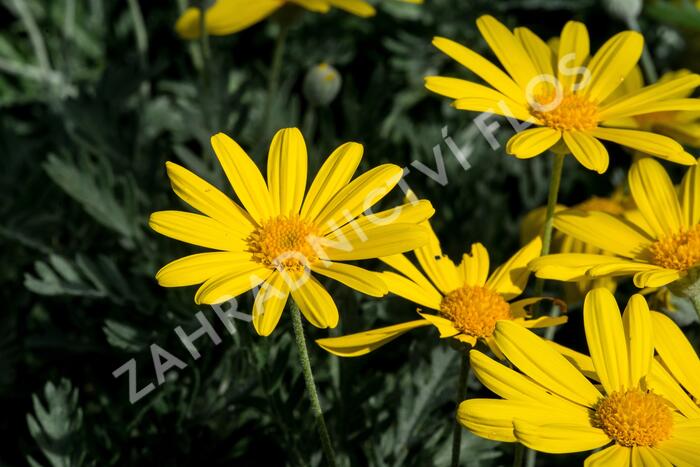 Kopretina 'Sunshine Silver' - Euryops pectinatus 'Sunshine Silver'