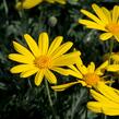 Kopretina 'Sunshine Silver' - Euryops pectinatus 'Sunshine Silver'