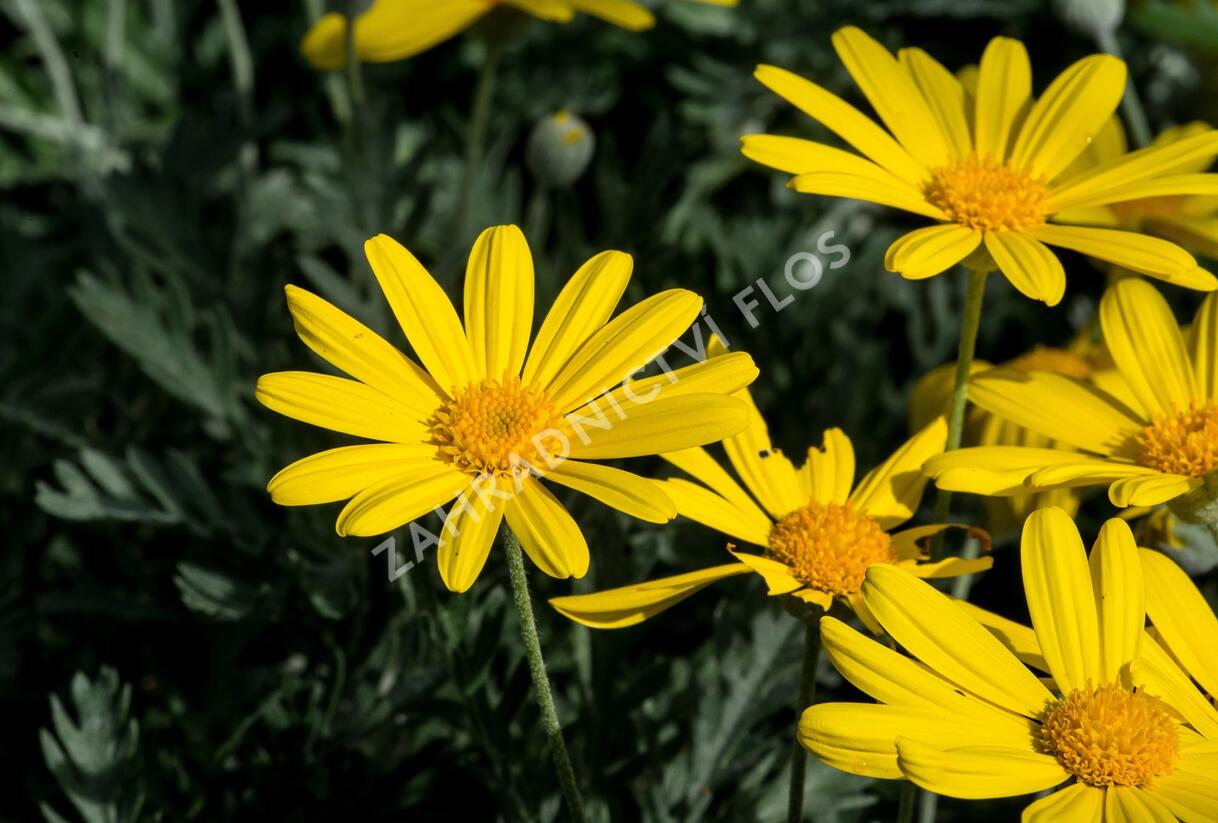 Kopretina 'Sunshine Silver' - Euryops pectinatus 'Sunshine Silver'