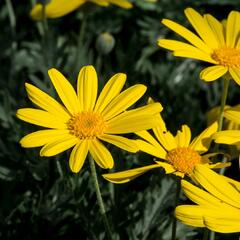 Kopretina 'Sunshine Silver' - Euryops pectinatus 'Sunshine Silver'