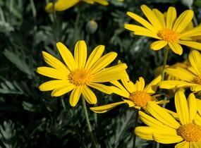 Kopretina 'Sunshine Silver' - Euryops pectinatus 'Sunshine Silver'